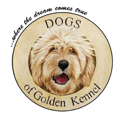 Andrea Solida Specialdogs